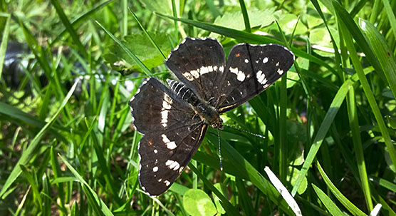 Map butterfly Araschnia levana 